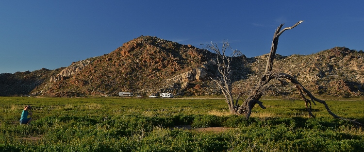dead tree in dry lake bed